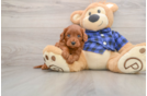 Cute Mini Goldendoodle Baby