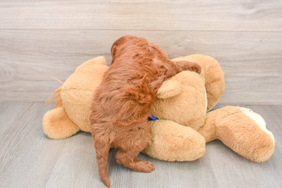 Cute Mini Goldendoodle Baby