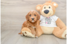 Mini Goldendoodle Pup Being Cute