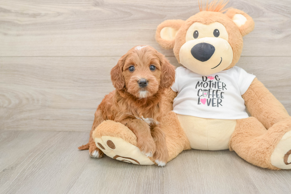 Mini Goldendoodle Pup Being Cute