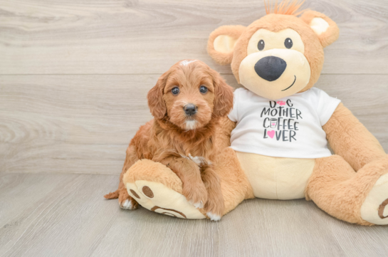 Mini Goldendoodle Pup Being Cute