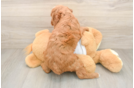 Popular Mini Goldendoodle Poodle Mix Pup