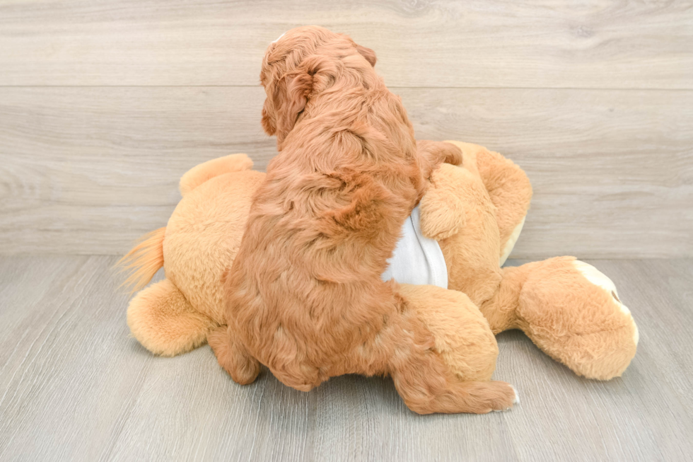 Popular Mini Goldendoodle Poodle Mix Pup