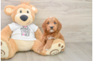 Best Mini Goldendoodle Baby