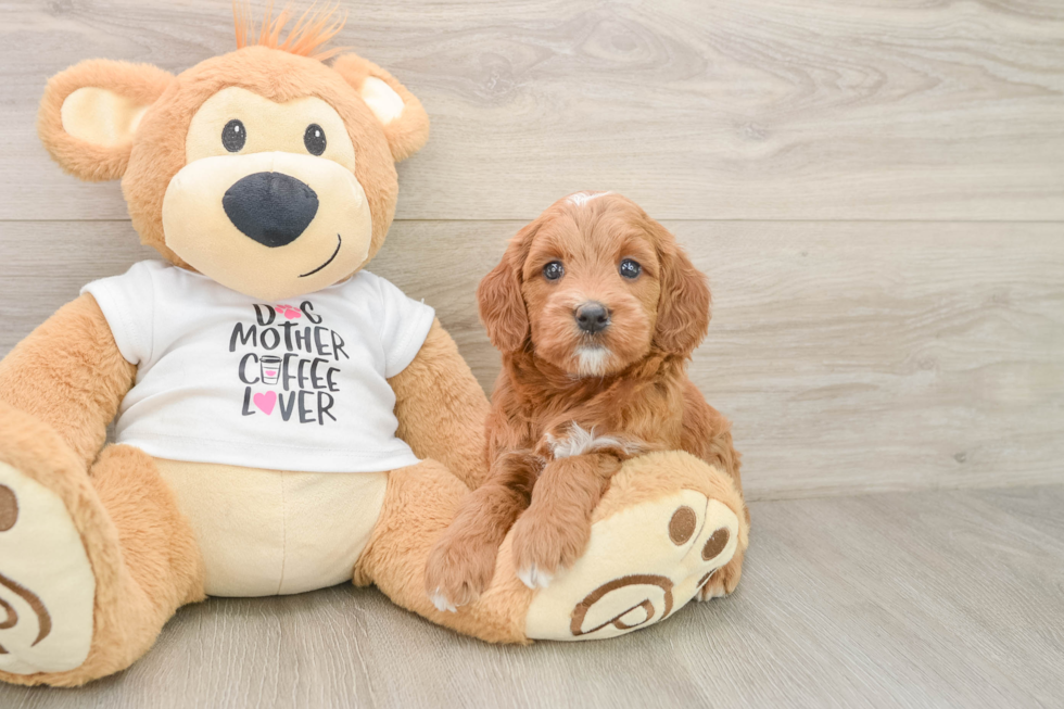Best Mini Goldendoodle Baby