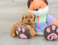 7 week old Mini Goldendoodle Puppy For Sale - Florida Fur Babies