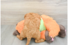 Popular Mini Goldendoodle Poodle Mix Pup