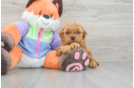 Best Mini Goldendoodle Baby