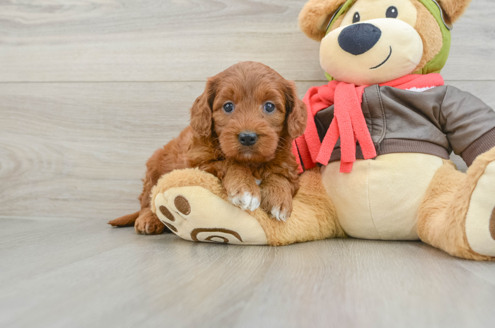 5 week old Mini Goldendoodle Puppy For Sale - Florida Fur Babies