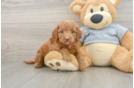 Best Mini Goldendoodle Baby