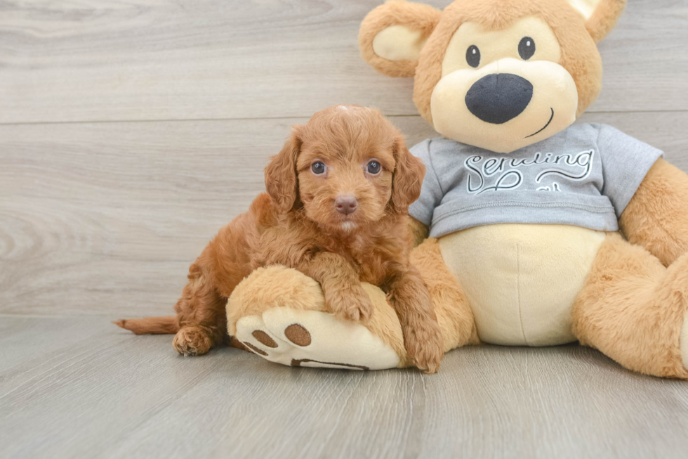 Best Mini Goldendoodle Baby