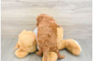 Fluffy Mini Goldendoodle Poodle Mix Pup