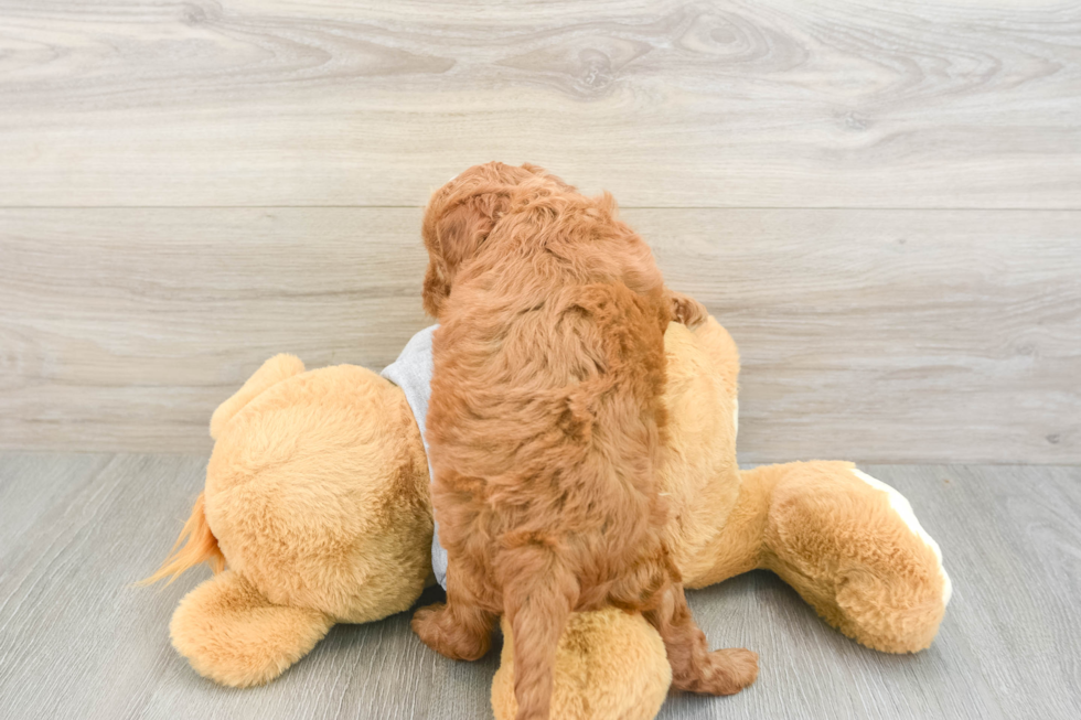 Fluffy Mini Goldendoodle Poodle Mix Pup