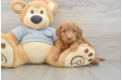 Mini Goldendoodle Pup Being Cute