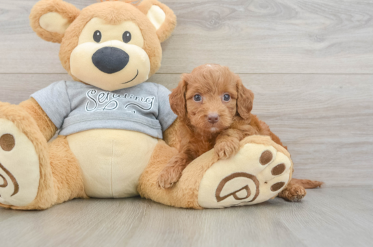 Mini Goldendoodle Pup Being Cute
