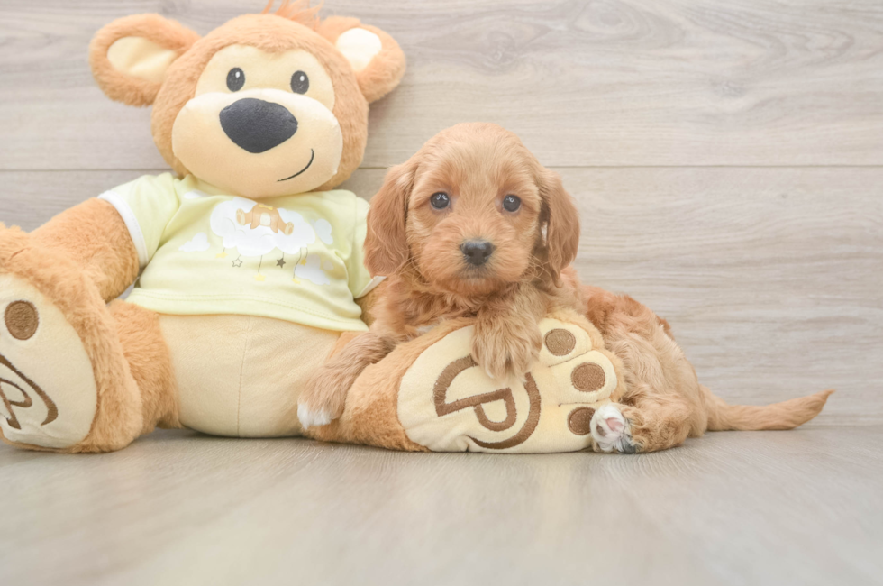 6 week old Mini Goldendoodle Puppy For Sale - Florida Fur Babies