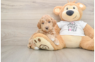 Hypoallergenic Mini Goldiepoo Poodle Mix Puppy
