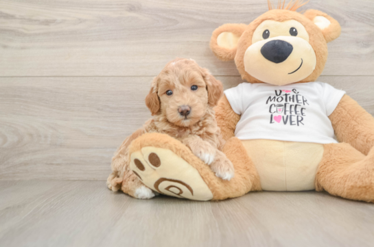 Hypoallergenic Mini Goldiepoo Poodle Mix Puppy