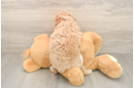 Mini Goldendoodle Puppy for Adoption