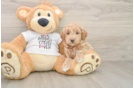 Mini Goldendoodle Pup Being Cute