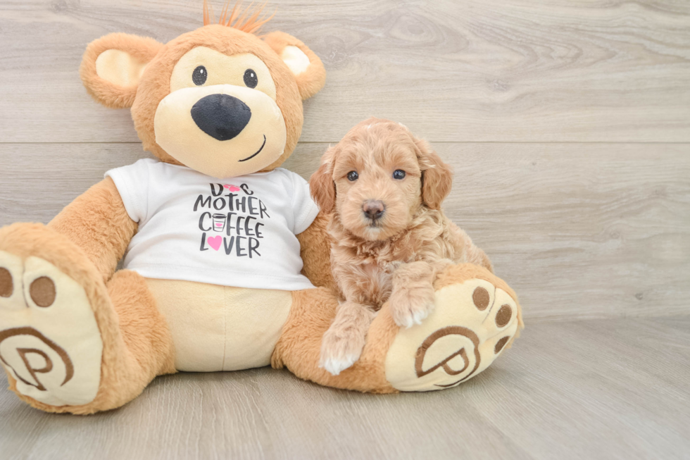 Mini Goldendoodle Pup Being Cute
