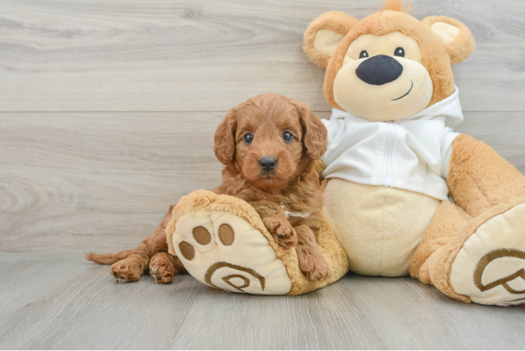 Cute Mini Goldendoodle Baby