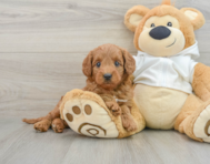 7 week old Mini Goldendoodle Puppy For Sale - Florida Fur Babies