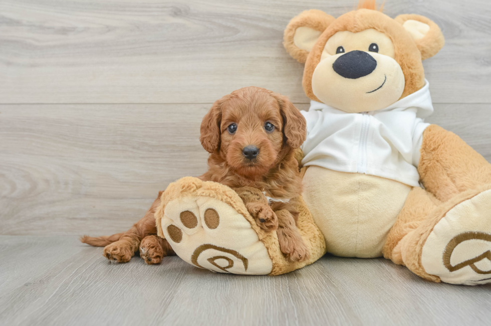 7 week old Mini Goldendoodle Puppy For Sale - Florida Fur Babies