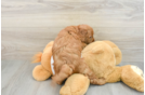 Mini Goldendoodle Puppy for Adoption