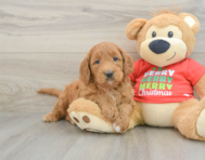 5 week old Mini Goldendoodle Puppy For Sale - Florida Fur Babies