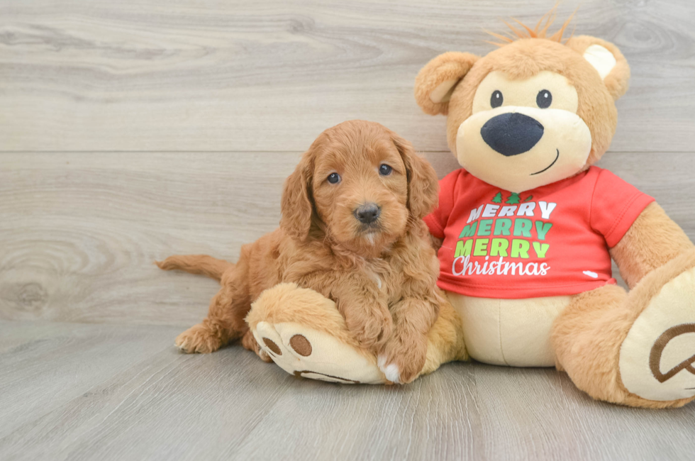 5 week old Mini Goldendoodle Puppy For Sale - Florida Fur Babies