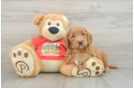 Energetic Golden Doodle Poodle Mix Puppy