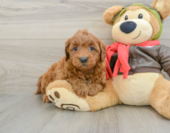 7 week old Mini Goldendoodle Puppy For Sale - Florida Fur Babies