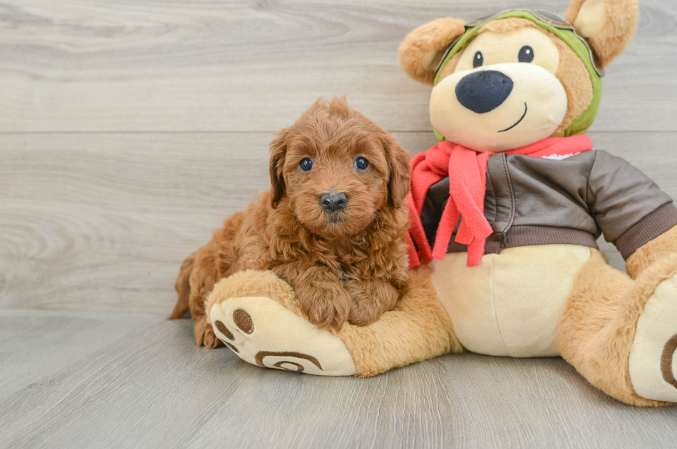 5 week old Mini Goldendoodle Puppy For Sale - Florida Fur Babies
