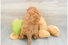 Energetic Golden Doodle Poodle Mix Puppy