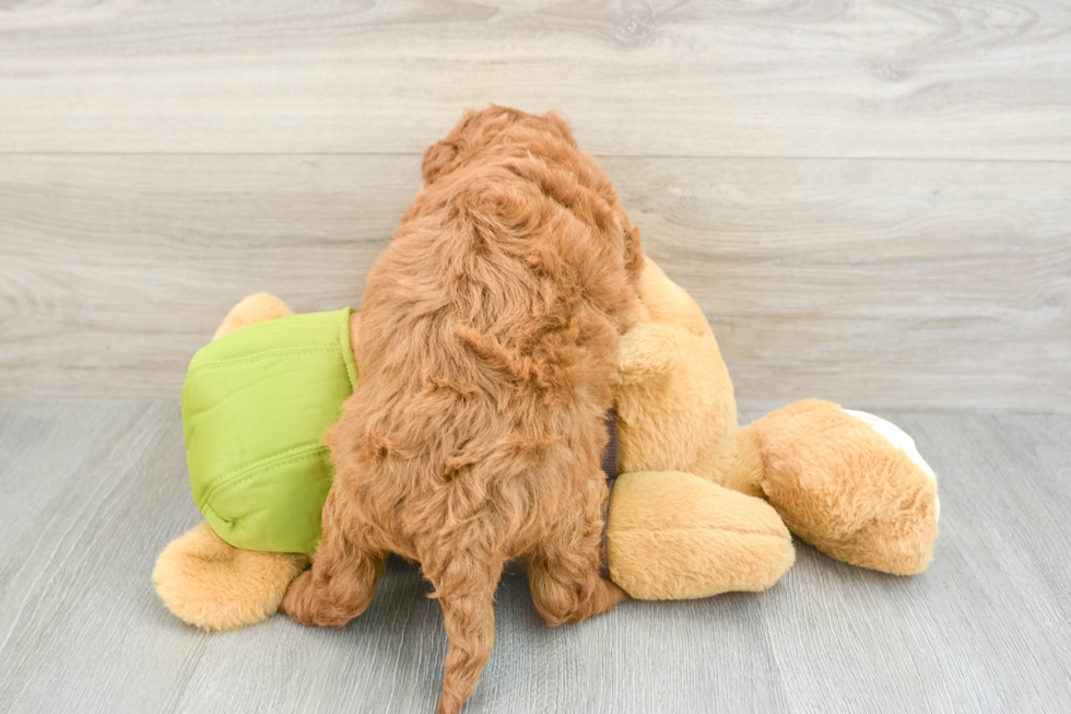 Energetic Golden Doodle Poodle Mix Puppy