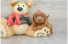 Mini Goldendoodle Pup Being Cute