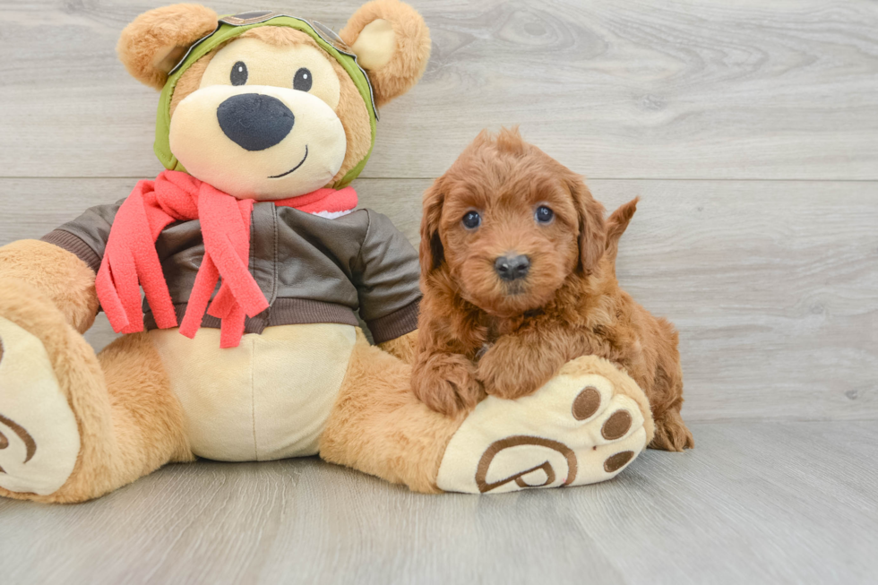 Mini Goldendoodle Pup Being Cute