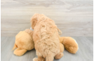 Best Mini Goldendoodle Baby