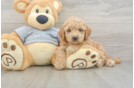 Petite Mini Goldendoodle Poodle Mix Pup