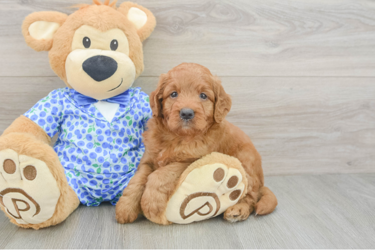 Mini Goldendoodle Puppy for Adoption