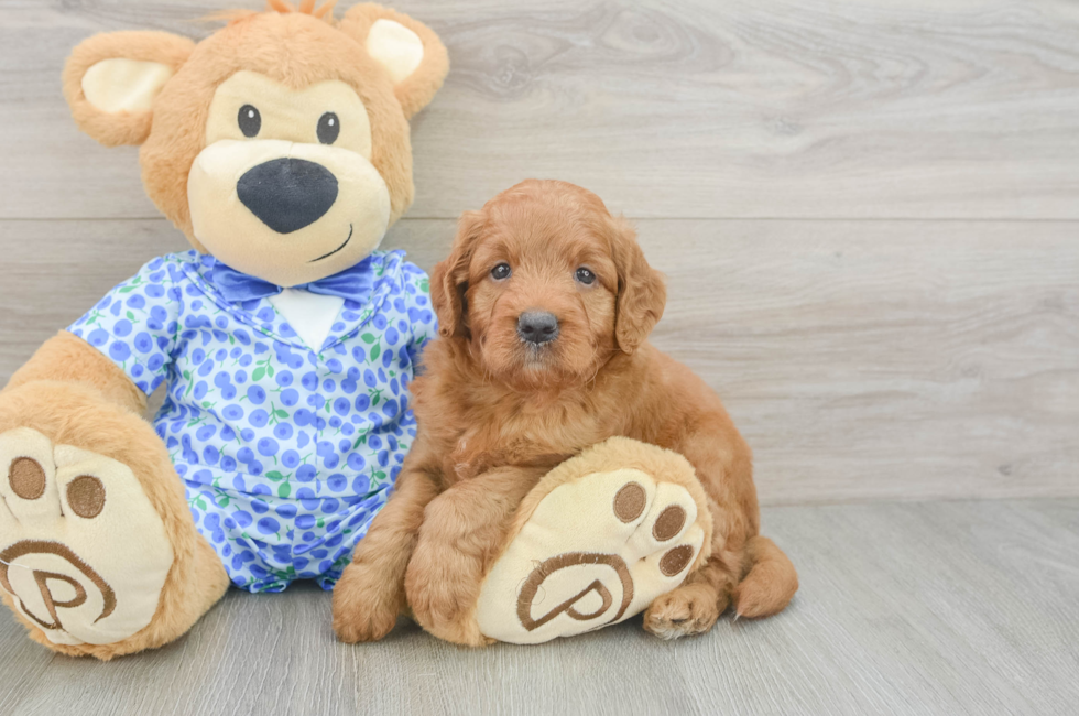 5 week old Mini Goldendoodle Puppy For Sale - Florida Fur Babies