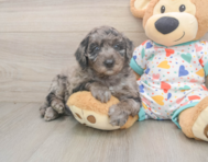 5 week old Mini Goldendoodle Puppy For Sale - Florida Fur Babies