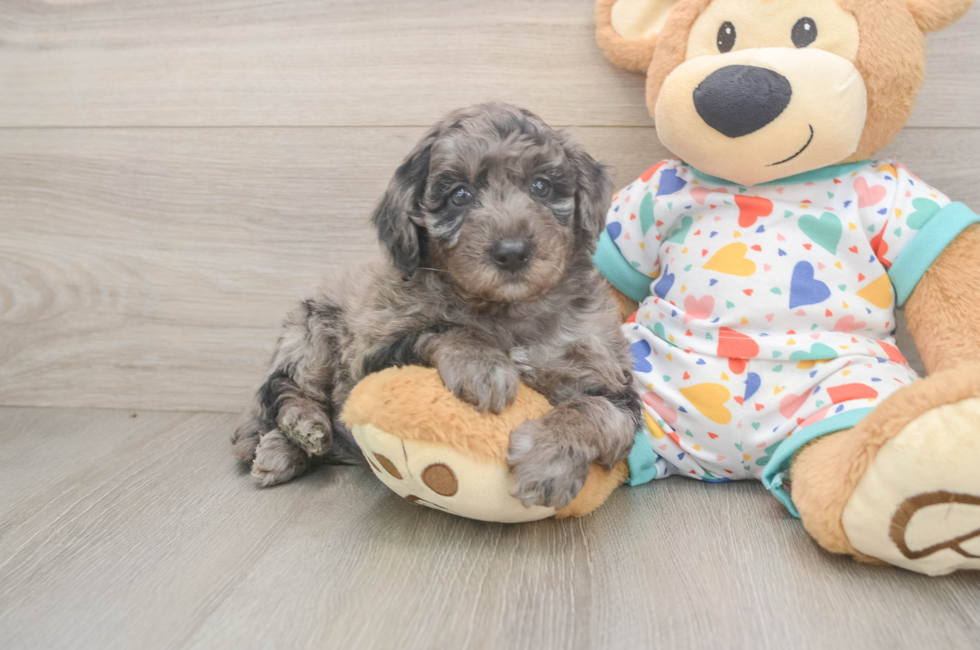 5 week old Mini Goldendoodle Puppy For Sale - Florida Fur Babies