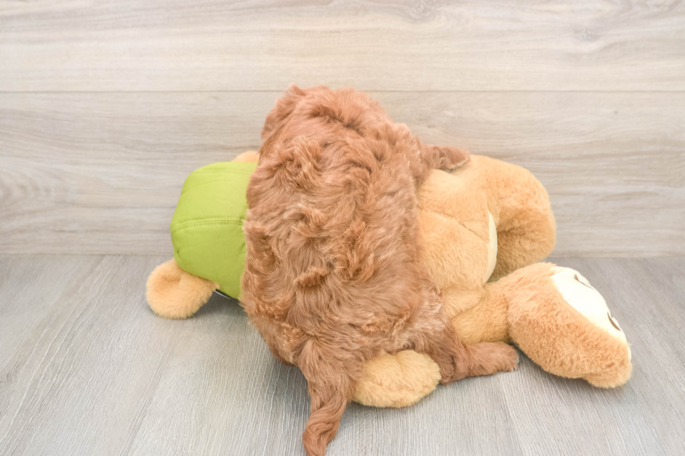 Hypoallergenic Mini Goldiepoo Poodle Mix Puppy