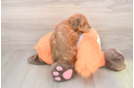 Mini Goldendoodle Puppy for Adoption