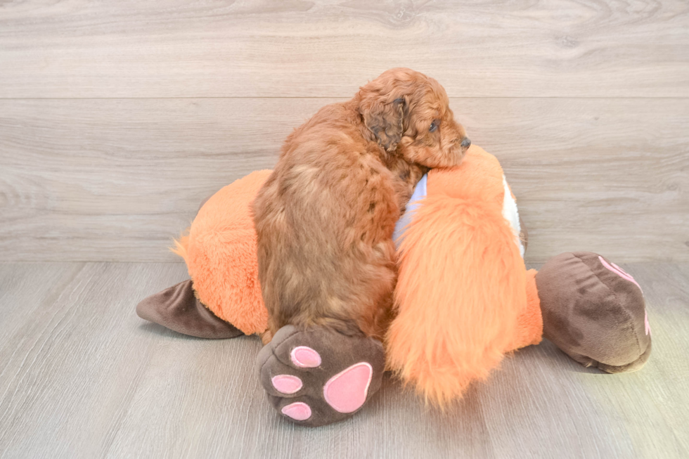 Mini Goldendoodle Puppy for Adoption