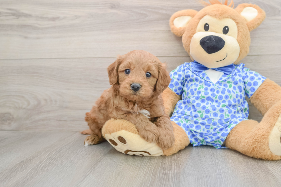 Funny Mini Goldendoodle Poodle Mix Pup