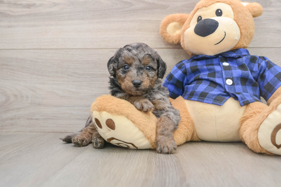 Energetic Golden Doodle Poodle Mix Puppy