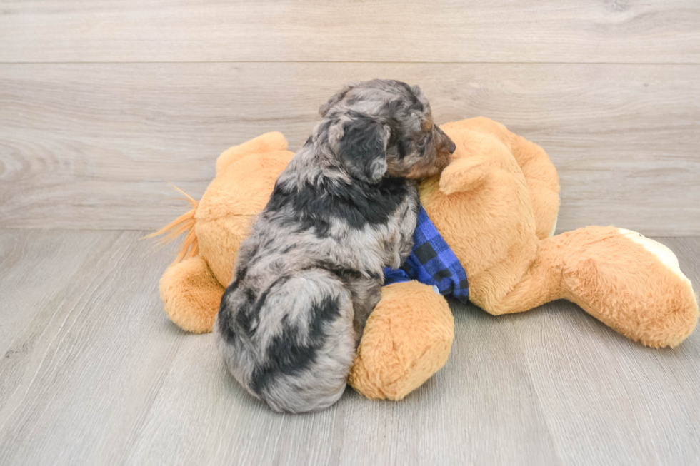 Mini Goldendoodle Pup Being Cute